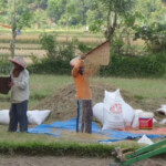 Rice farming Krui area South Sumatra