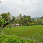 Rice fields Krui South Sumatra