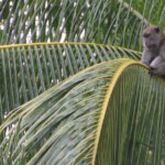 Monkey South Sumatra