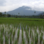 Rice fields Krui, South Sumatra